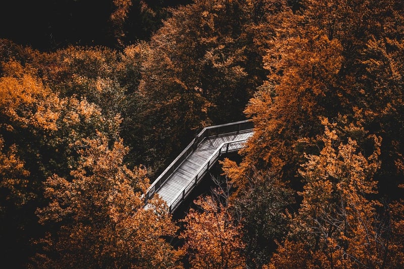 Forest Hiking