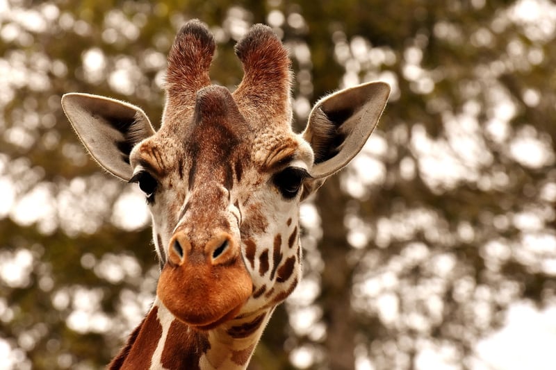 Giraffes in the Savannah