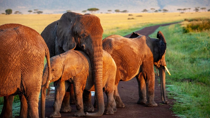 Elephant in the Savannah