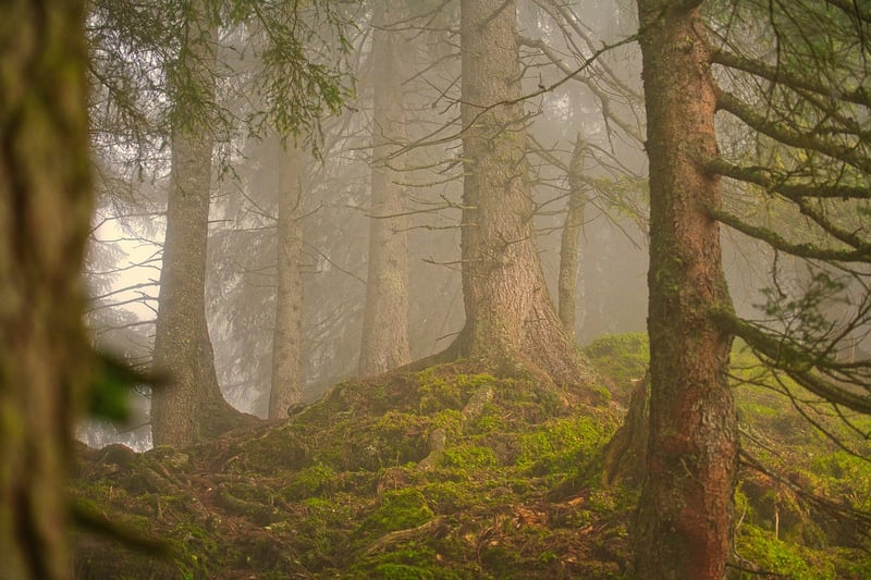 Forest Hiking